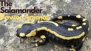 The Salamander Power Animal