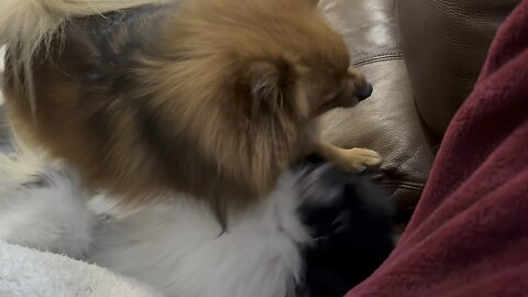 Pomeranian Sparring