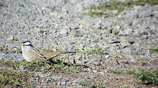 White-Crowned Sparrow