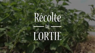 L'Ortie sa récolte : #plantesmedicinales #herboristerie #formation