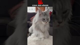 lindo demais esse gato