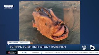 Scripps researchers hope rare fish can give glimpse of deep-ocean diet