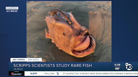Scripps researchers hope rare fish can give glimpse of deep-ocean diet