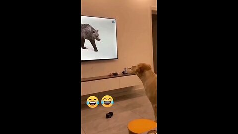 Funny animal clips 🤣🤣