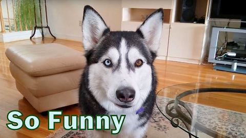 Talking Siberian Husky argues with owner to go out and play