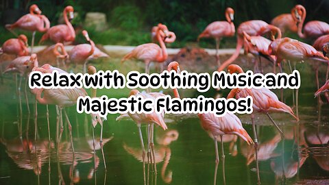 Relaxing Music with Majestic Flamingos - Soothing Nature Sounds for Stress Relief