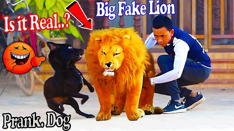 Dog's reaction after seeing fake lion