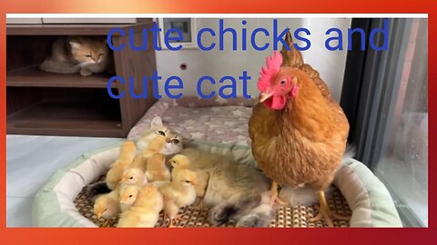 Chick's have mothers lovey kittens 😸 funny