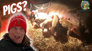 Baby Pigs First Moments Of Life