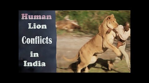 lion Attack on Human near the Gir National park in Gujarat , India || Siddhesh Misal
