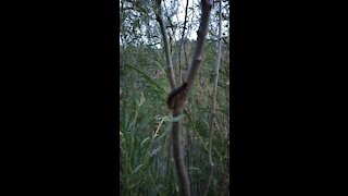 Caterpillar climbing the tree