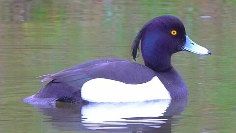 Male Tufted Duck Drake Swimming