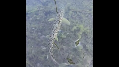 The elusive fresh water leopard shark in Florida ddep sea