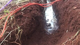 Tratando águas cinzas com um sistema agroflorestal sucessional