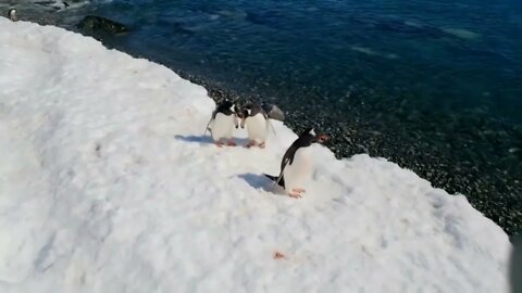 Gentoo penguins waddling on ice in Antarctica, Polar Regions