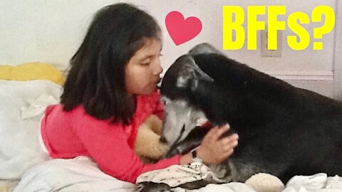 Are Greyhounds Good Pets? [adopted greyhounds behavior]