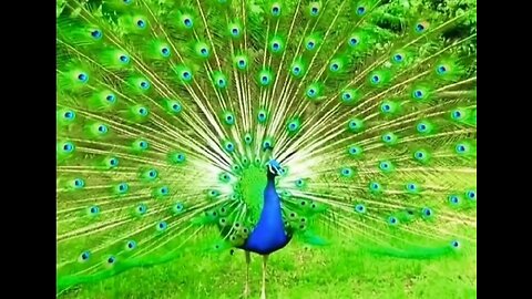 Amazing Peacock Dance 🦚