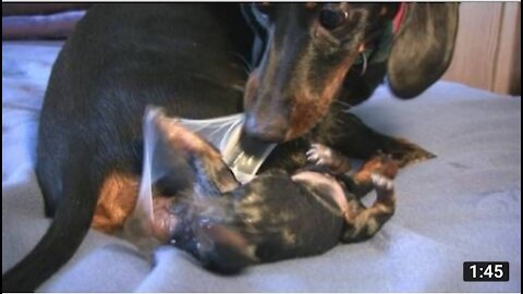 Dachshund 2 puppy baby birth