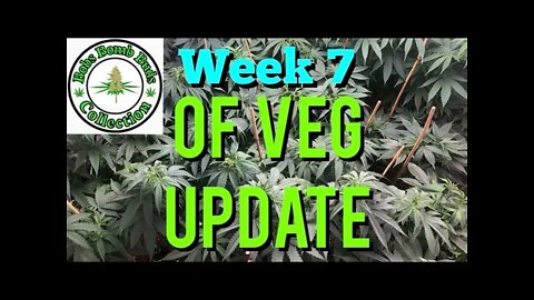 Week 7 Of Veg Update