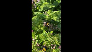 Bumble bees in Texas