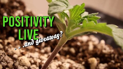 Positivity LIVE . . .and giveaway news?