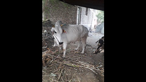 THE INDIAN COW 🇮🇳