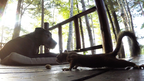 Squirrel steals peanuts from under blind dog's nose