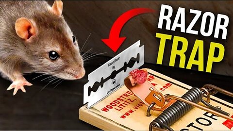 We REGRET putting a RAZOR blade on the Rat Trap…..