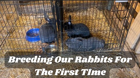 Breeding Our Rabbits For The First Time
