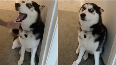 Husky Puppy greets owner good morning