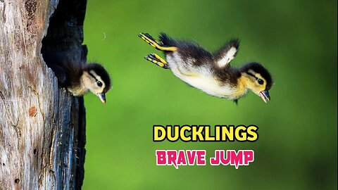 Wood Duckling| Wood Ducklings Brave Jump |