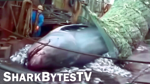 Shark Bytes TV Ep 23, Fishermen Accidentally Catch Rare Shark - Mega Sharks Caught on Camera