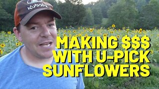 #163 Making [a little] Money With U-Pick Sunflowers