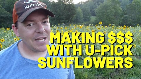 #163 Making [a little] Money With U-Pick Sunflowers