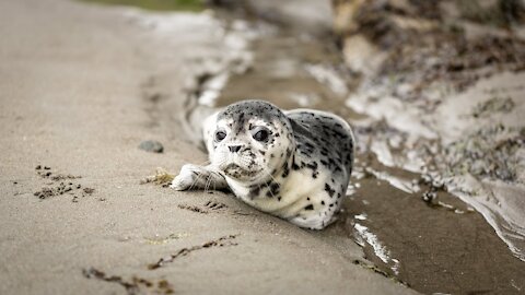 Cute Baby Seals .