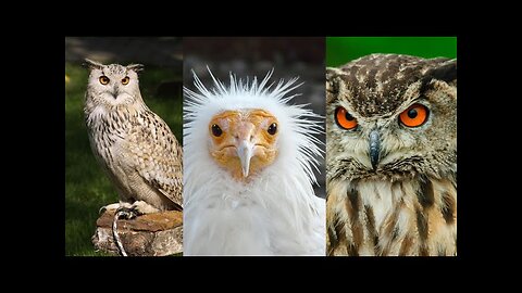 Unique Birds & Family animals - beautiful animals video - animals and birds sounds