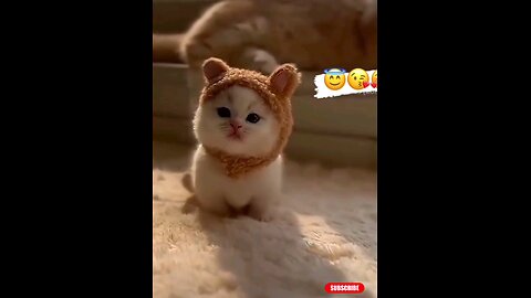 cute_*kitty_*so_*beautiful_*😱