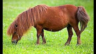 Beautiful horses eat in pastures