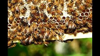 You Don't See THIS Everyday! Installing A Package of Honeybees! 🐝🐝🐝