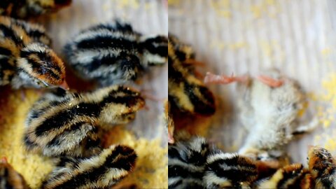 Feeding Newly Hatch Chicks To Be Grown As Poultry video