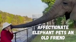 🐘Affectionate Elephant 💗 Caresses Woman🐘