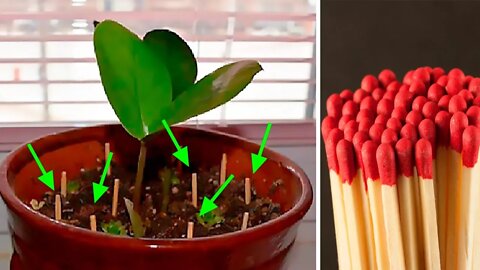 Here's Why You Should Stick Matches Into Your Flower Pots