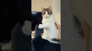 FUNNY CUTE KITTEN - Tiktok Compiled #Shorts