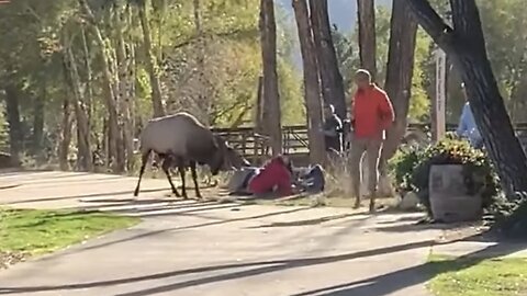 Bull Elk Charges People in National Park || ViralHog