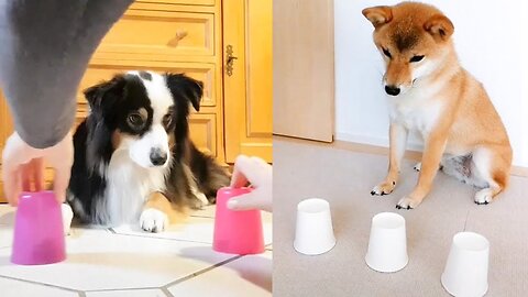 Funny Dogs and Cats Reaction to Magic Tricks