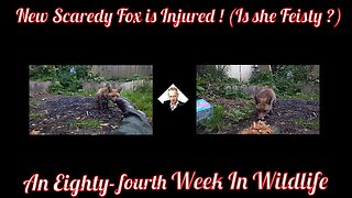 An Eighty-fourth Week In Wildlife - New Scaredy Fox is Injured! (Is she Feisty?)