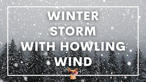 1 Hour Winter Storm Ambience With Howling Winds Blowing Through A Forest | Study, Work, Meditate, Sleep