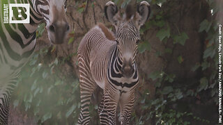 WHITE WITH BLACK STRIPES OR BLACK WITH WHITE STRIPES? — Zebra Foal Born at Lincoln Park Zoo