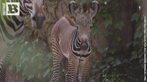 WHITE WITH BLACK STRIPES OR BLACK WITH WHITE STRIPES? — Zebra Foal Born at Lincoln Park Zoo