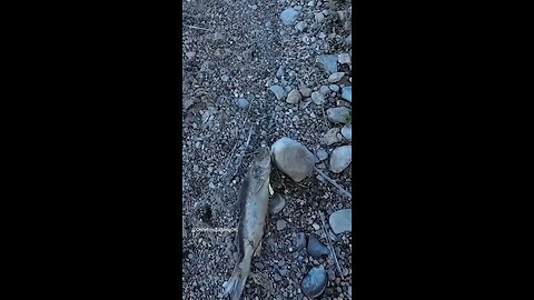 Rip Dead Walleye at Lake New John Bismark ND